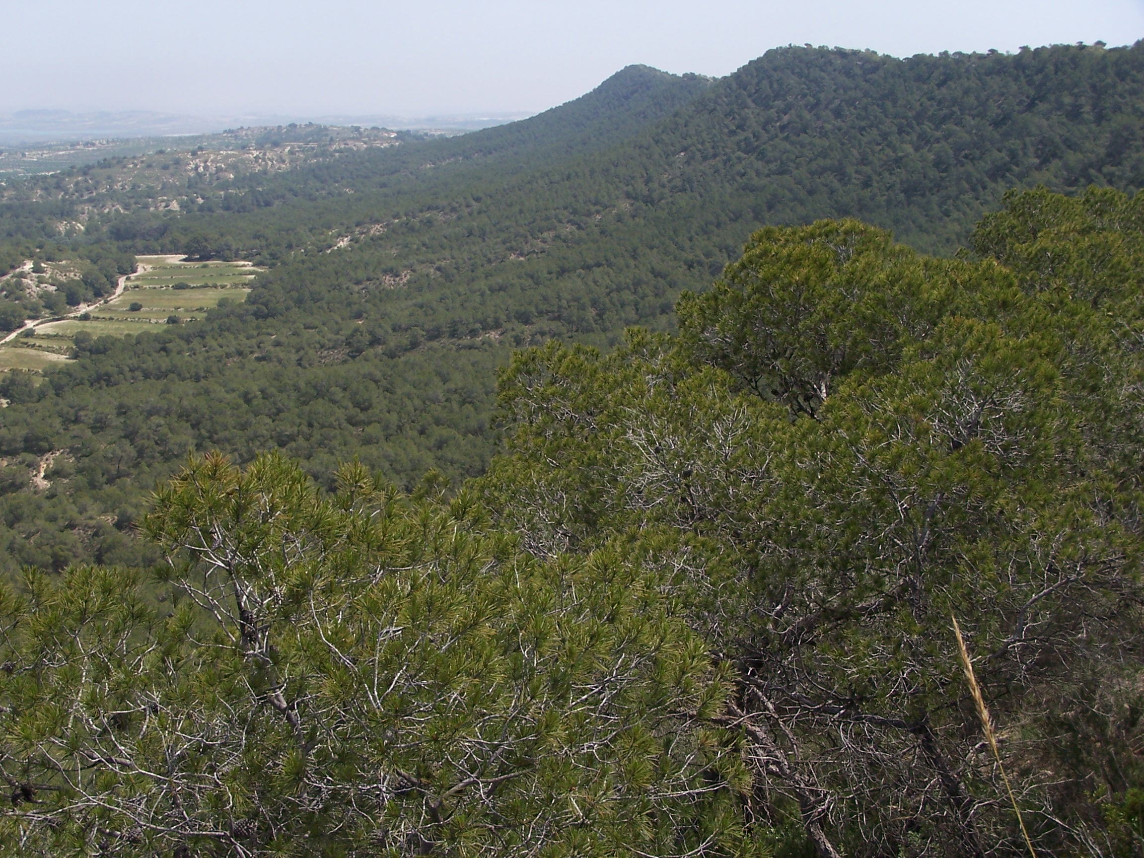 Paratge Natural Sierra Escalona. San Miguel de Salinas